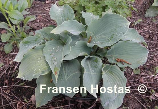 Hosta Blue Wedgwood - Fransen Hostas